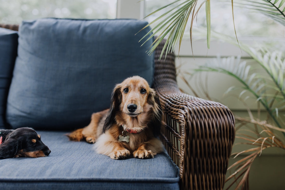 6 Tips on How to Keep Your Furry Friends Safe Around the Home