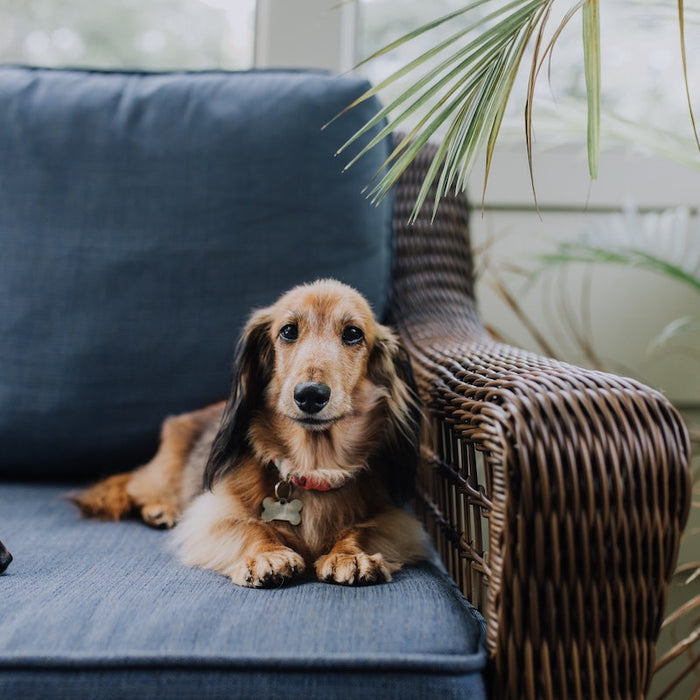 6 Tips on How to Keep Your Furry Friends Safe Around the Home