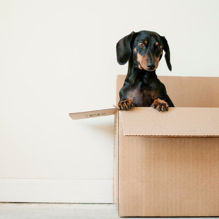 12 Moving Tips to Make Your Next Move a Breeze