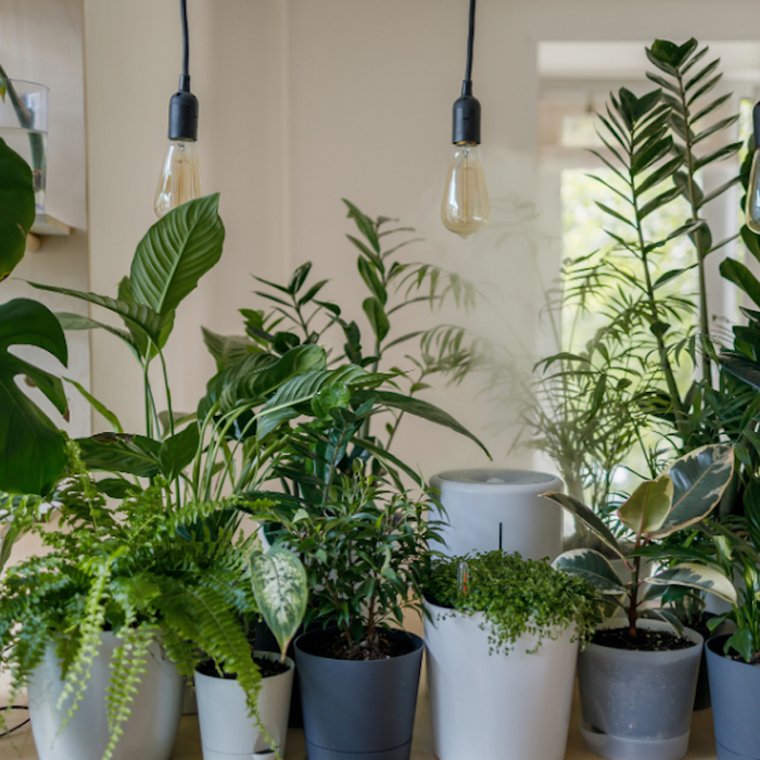 The Benefits of Having Plants in Your Home