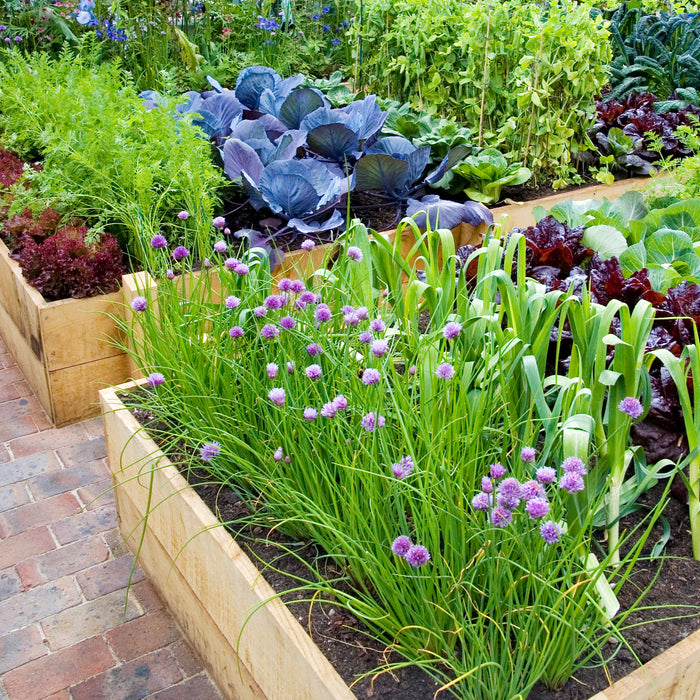 Preparing Your Garden with US Planting Zones & Schedules