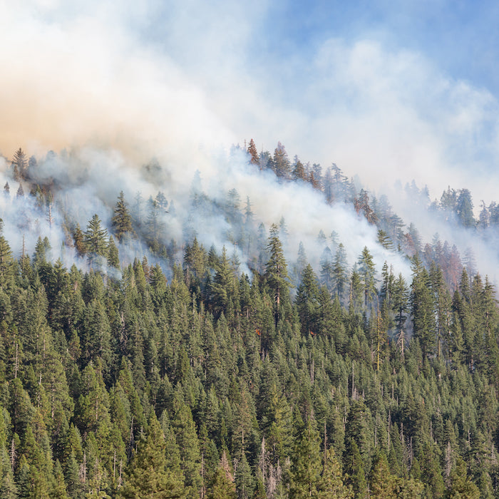 Everything You Need to Know About Wildfires