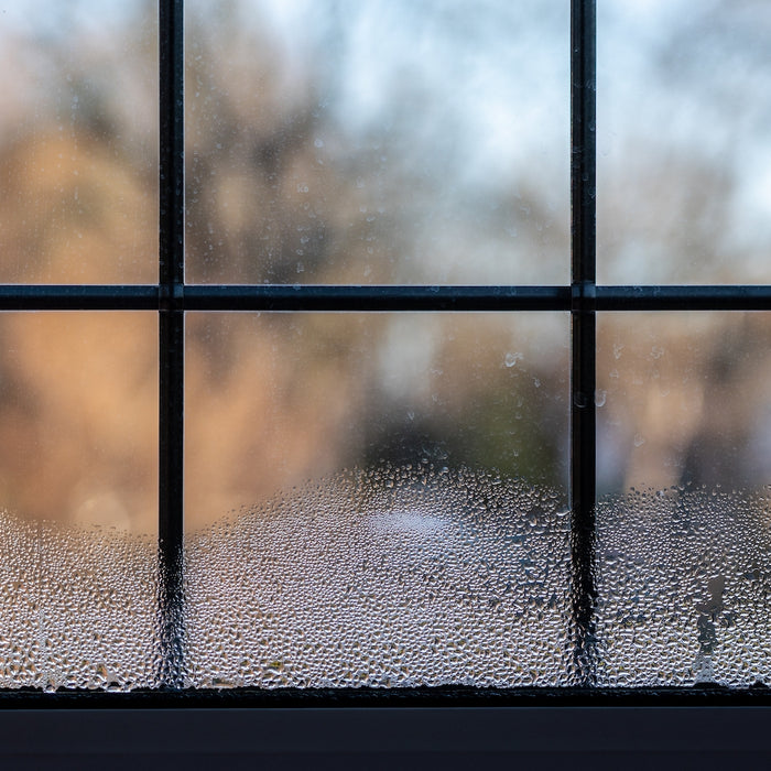 Humidity, Mold, Oh My! Prevent Mold from Creeping into Your Home